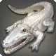 Albino Caiman