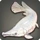 Albino Garfish