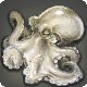 Albino Octopus