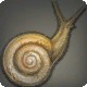 Allagan Snail