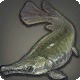 Alligator Garfish