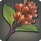 Amber Cloves