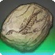 Ancient Oizys Fossil