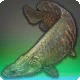 Aphotic Pirarucu