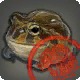 Approved Grade 3 Skybuilders' Toad