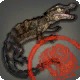 Approved Grade 4 Artisanal Skybuilders' Caiman