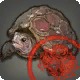 Approved Grade 4 Skybuilders' Tortoise