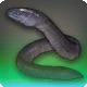 Awaksbane Apoda