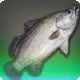 Axelrod