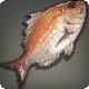 Bianaq Bream
