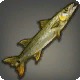 Bicuda