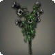 Black Campanulas