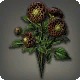 Black Dahlias