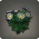 Black Daisies
