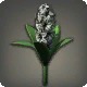 Black Hyacinths
