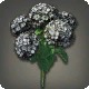 Black Hydrangeas
