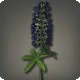 Black Lupins