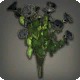 Black Morning Glories