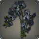 Black Moth Orchids