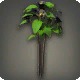 Black Tea Flowers