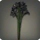 Black Triteleia