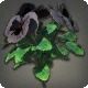 Black Violas