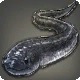 Blackfin Snake Eel