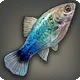 Blue-peppered Platy