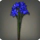 Blue Triteleia
