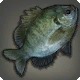 Bluegill
