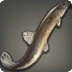 Brass Loach