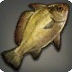 Canal Drum