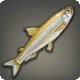 Capelin