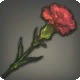 Carnation