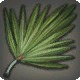 Carnauba Leaf