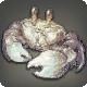 Carpenter Crab