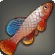 Cave Killifish