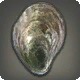 Cenote Oyster