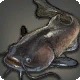 Chakrafish