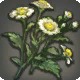 Chamomile