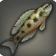Checkered Cichlid
