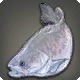 Codmonaut