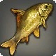 Comet Minnow
