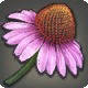 Coneflower