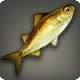 Corn Dace