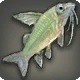 Corydoras Lunaris