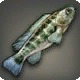 Crenicichla