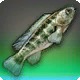 Crenicichla Miyaka