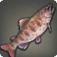 Crimson Trout