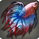 Crowntail Betta